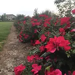 Terre Di Paestum 卡帕乔-帕埃斯图姆