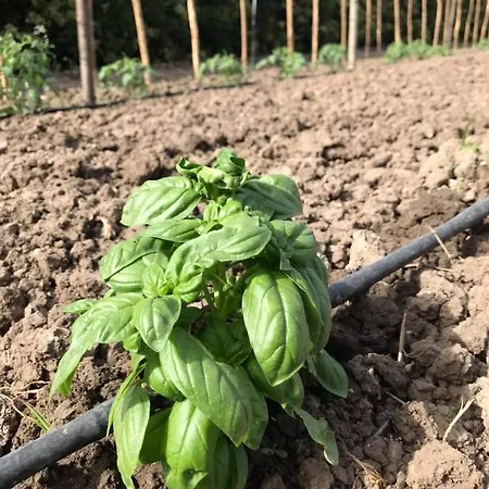 Terre Di Paestum カプチオ・パエストゥム