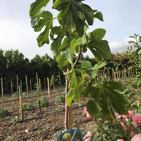 Terre Di Paestum ベッド・アンド・ブレックファスト 3*